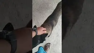 cachorro comeu caroço de manga