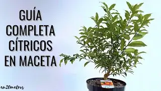 Guía completa CÍTRICOS EN MACETA: trasplantar kumquat para cultivarlo  en casa || en20metros
