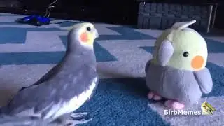Dank Birb Memes Compilation #1