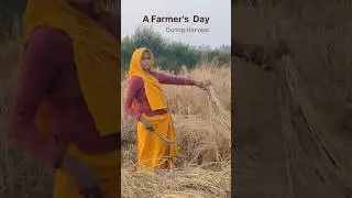Mithila&rsquo;s Golden Fields in December 🌾