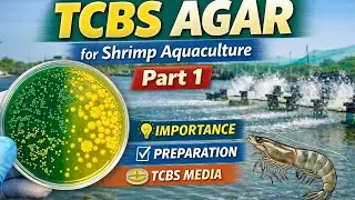 How to Prepare TCBS Agar for Vibrio Detection | Shrimp | Microbiology