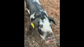 Tips on training and grooming your show pig.