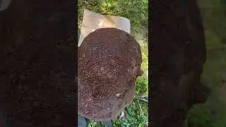 German WW1 M16 helmet.. #WW1 #German #history #metaldetecting #latvia