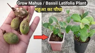 महुआ के पौधे घर पे कैसे उगाऐ । How to grow Mahua tree / Bassil Latifolia Plant from seeds.