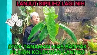 LANJUT DIPILIH2 LAGI NIH‼️STOK TANAMAN HIAS BANYAK PILIHAN KOLEKSIAN CANTIK2