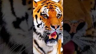 Lion को ही जंगल का राजा क्यों माना जाता है 🤔 | #wildlife #lion #tiger #fight #wildanimals #fact