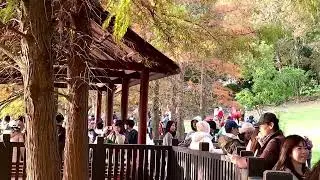 原住民文化主題公園｜落雨松￼已漸層轉色，湖水倒映超夢幻…，遊客朝聖如織！