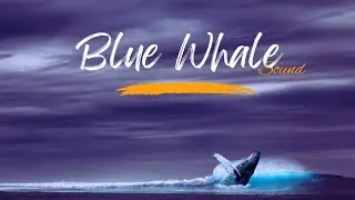 60 minutes of Blue Whale Sounds, Deep underwater of relaxation, Sleep and Study