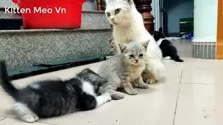 Kitty Tuxedo sees Mira's tail as its plaything