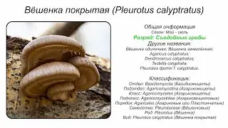 Вёшенка покрытая (Pleurotus calyptratus)