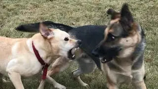 The Fight for Hannah! Odin v Remington