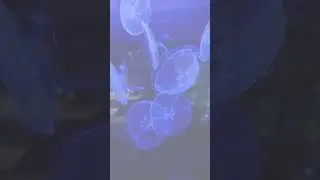 The solar powered sea slug | #SeaSlug #ElysiaCrispata #MarineBiology #videotitle