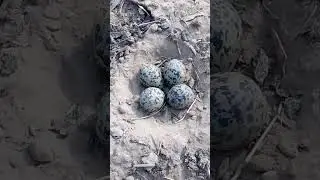 Lapwing Sounds At Farm | #hentogoatdurrani #bird