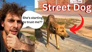 Building Trust With A Street Dog - Which Training Method To Build Trust With Dogs!?