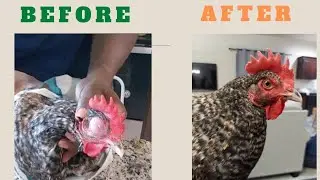 Treating a chicken with swollen eyes