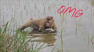 Ого! Ламбо преодолевает свой страх перед водой и снимает стресс с помощью грязи