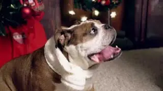 Hilarious Antics of English Bulldogs! #EnglishBulldog #FunnyDogs #DogAntics #PetComedy #BulldogHumor