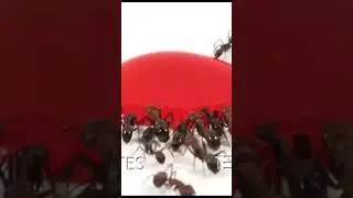 Timelapse ants vs liquid red candy #shorts #shortsvideo