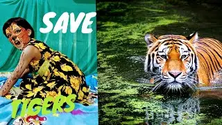 International Tiger Day # Save 🐯🐯🐯🐯🐯 Tigers # Few lines on अगर मैं बाघ होता !☺️☺️☺️☺️