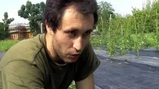 Zucchino, come combattere gli afidi