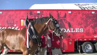 Calgary Stampede Roving Reporter - Budweiser Clydesdales