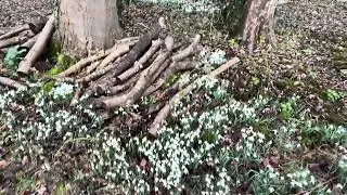 Walsingborough Winter Snowdrop Walk | Norfolk's Hidden Beauty
