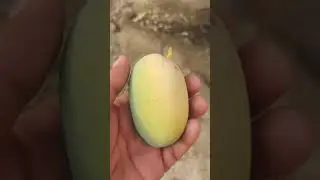 Harvesting Fresh Dasheri 🥭 Mango Fruits . #mango #4kuhd #dasheri #fruit #garden #agriculture #new