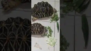 what does a Tortoise eat? #tortoise #eats #cucumber #frenchbeans #ladiesfinger #shorts
