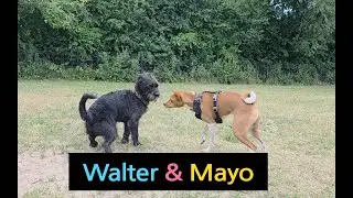 Walter & Mayo June 2025