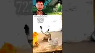 OMG Watermelon fish cocktail -- waleed 727_shorts Best #viral #shorts