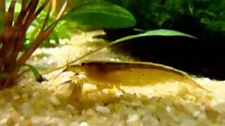 Crevette Atya Moluccensis