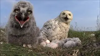 Snowy Owl Nest: First Reaction to the Video Camera
