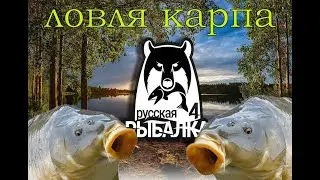 ЛОВЛЮ ОБЖОРУ RF4 | ПРОЖОРЛИВЫЙ КАРП #shorts #rf4  #stream #russianfishing4  #карп
