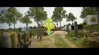 Atypic cactus p&eacute;pini&egrave;re