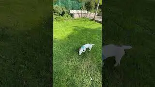 Puppy Time 🐶 In Quiet Countryside Garden 🪴 - Shan Ali XO
