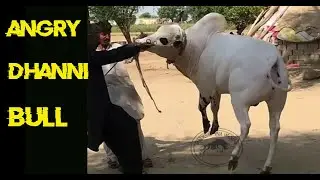 Most Angry Dhanni Bull || Must Watch || Dandan Nay Shokeen ||