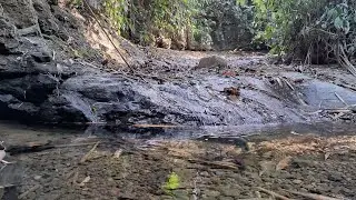 Nature Sounds Of a Forest River For Relaxing 8K/Beautiful Birds Chirping/Soft Mountain Water Flowing