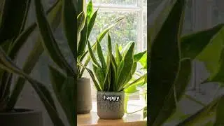 THRIVING Indoor Plants Year Round with These Lighting Secrets! #IndoorPlants #PlantCare