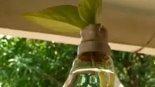Easy bulb hanging planter/ old bulb craft ideas../Try it.!