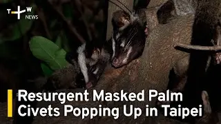 Resurgent Civets Popping Up in Taiwan's Urban Green Spaces  | TaiwanPlus News