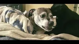 Кот Габриэль со своими собачками-сестрами Майей и Грейси 🐈&zwj;⬛️🐾🐕🐶. #youtubevideo #cat #dog #cute