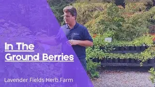 In the Ground Berries at Lavender Fields Herb Farm
