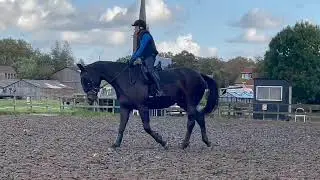 Dressuur; HET STAKENDE PAARD EN DE OPLOSSING