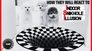 #IndoorSinkhole Three cute dogs VS Indoor sinkhole illusion rug 😂 #dogsfunnyvideo