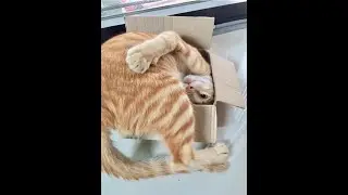 😺 Пятничные коты! 🐈 Видео смешных кошек и котят для поднятия настроения! 😻