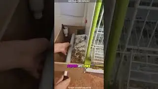 Useful trick to clean bird cage