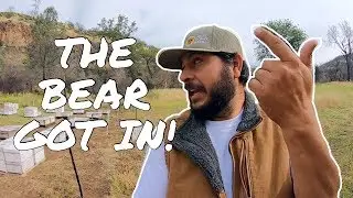 THE BEAR GOT IN! Solar fence repairs & upgrades, and saving damaged hives