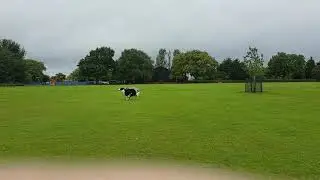 Borzoi and Greyhound