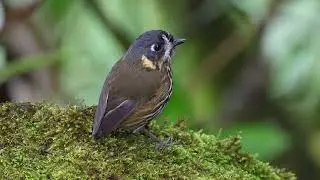 2024 11 04 Tororoi Medialuna. Grallaricula lineifrons. Crescent-faced Antpitta.