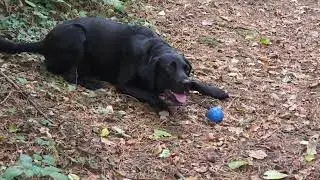 Пэдди играет нечестно...
